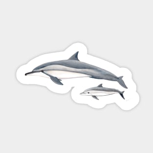 Long-beaked dolphin Sticker